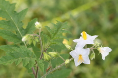 Solanum sisymbriifolium